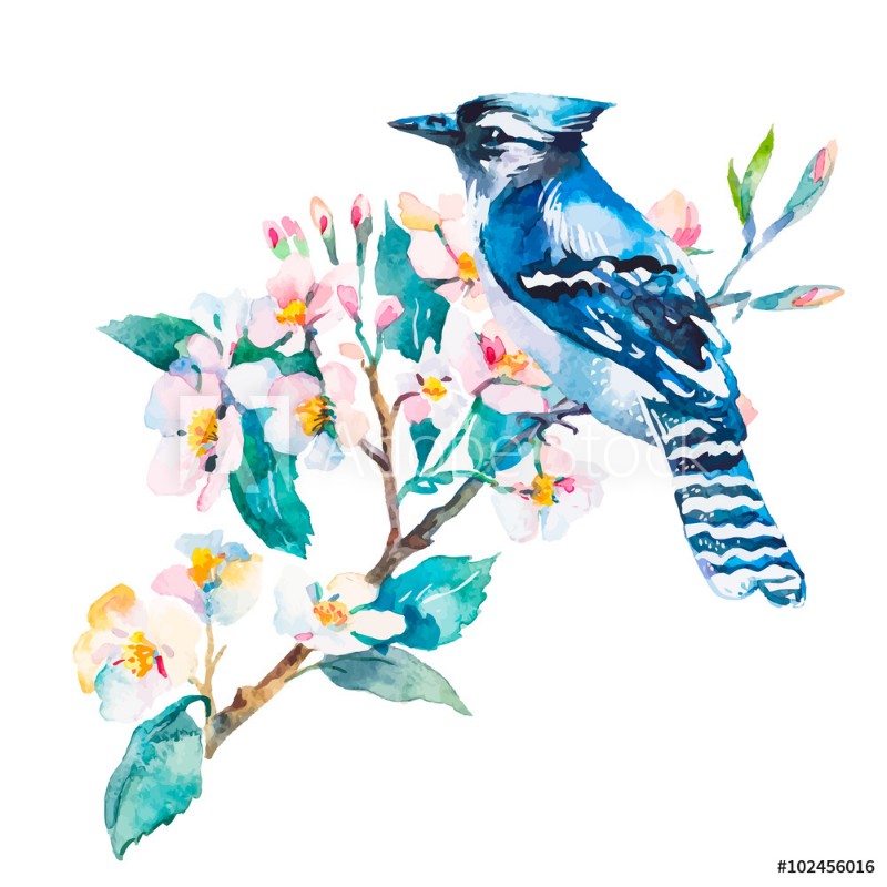 Picture of Blue jay isolated on a white background Spring flowersWatercolor